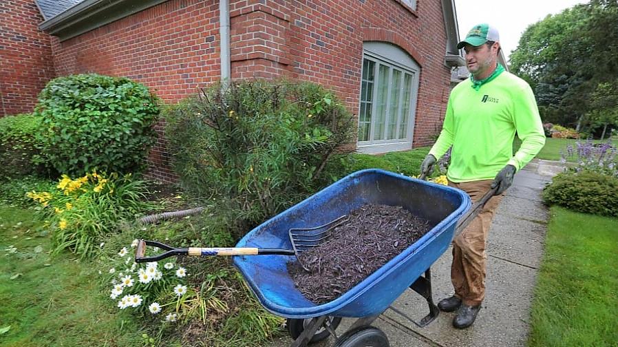 Många husägare frågar om färgad mulch (även kallad "färgad mulch") är säker att hantera när man mulker