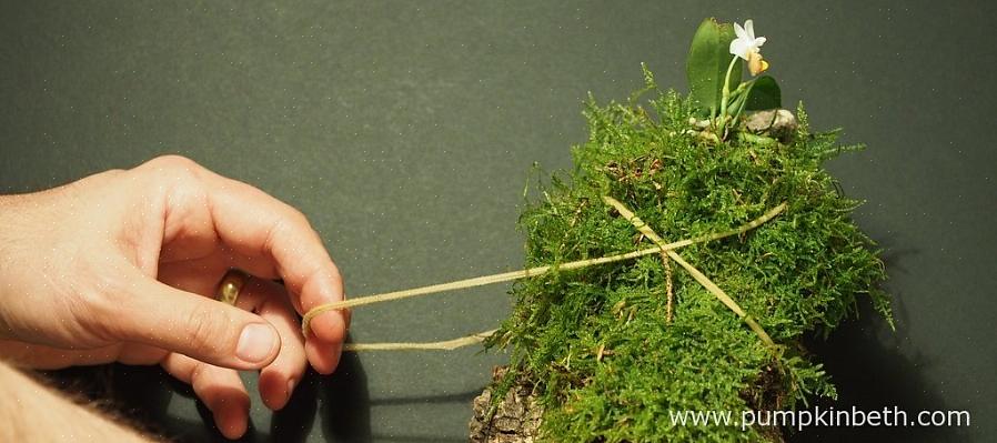 Orkidéer som växer i trädkrokarna i deras naturliga livsmiljö är mer benägna att trivas på ett berg