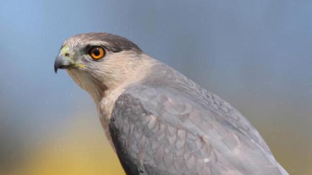 Den långa svansen på Cooper's hawk sticker ut under flygning