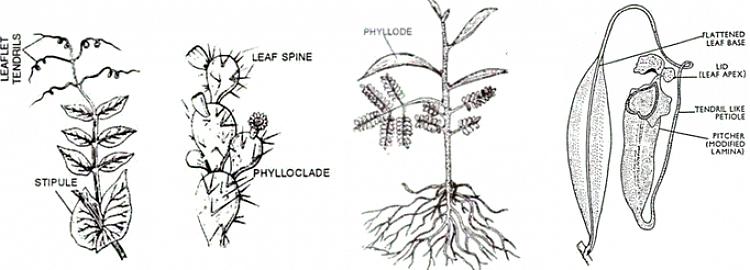 I blommande växter är en petiole i allmänhet smal