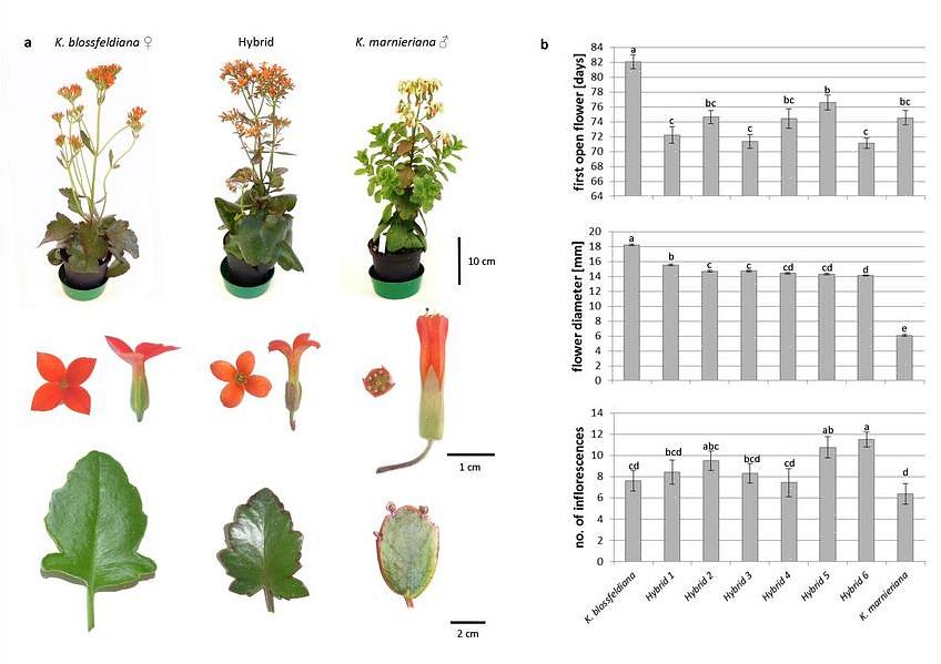 Hybridisering är processen för avel mellan individer av olika arter (interspecifik hybridisering)