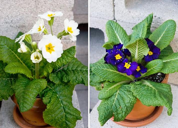 Primula är faktiskt en utmärkt krukväxt inomhus för vinter- eller vårblommor