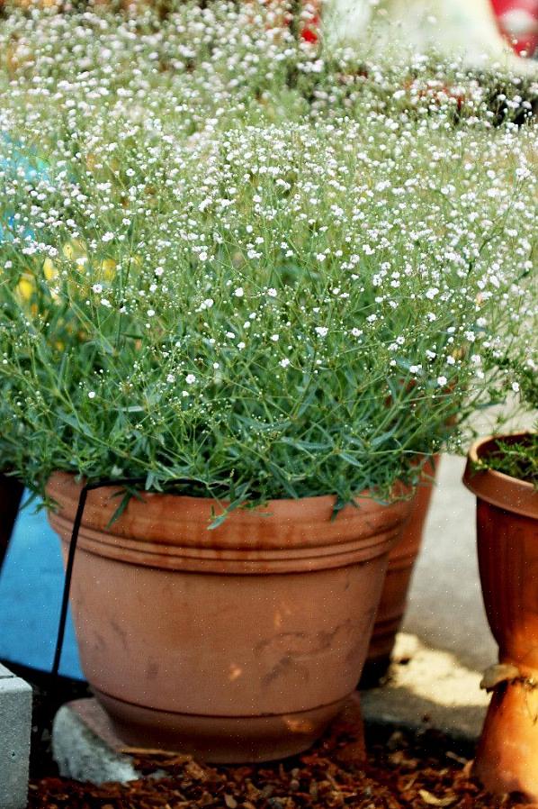 Baby's-Breath Euphorbia börjar bli populär vid julen