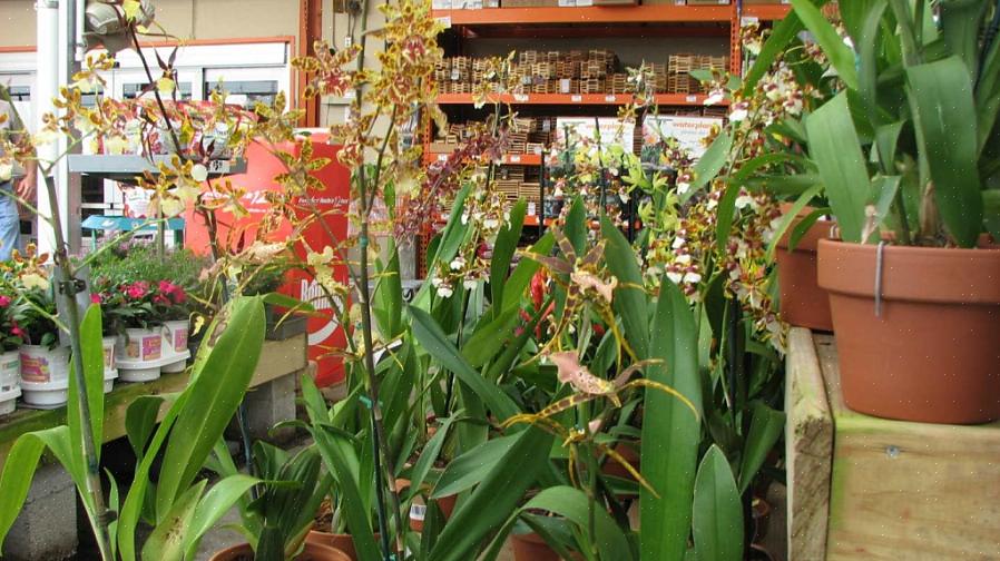 Liksom bladen är blommorna på Trichocentrum-växter ofta prickiga lila