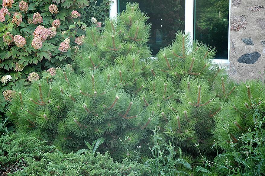 Den österrikiska tall (Pinus nigra) kan vara den perfekta barrträdet för ditt stadslandskap