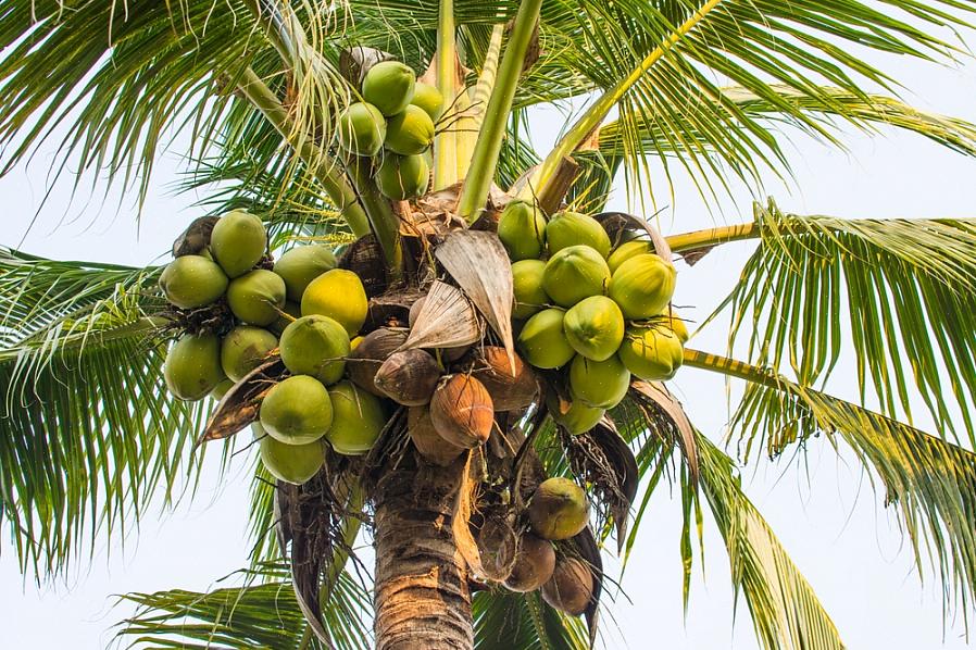 Slutligen kan kokosnötter i sin ursprungliga miljö lätt nå 100 meter eller mer