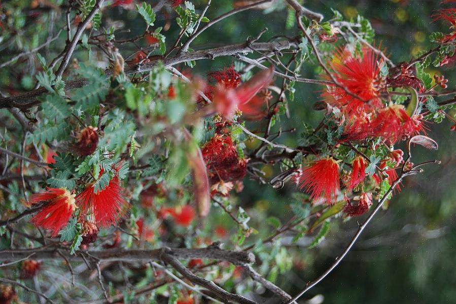 Fairy Duster-blommorna är röda eller rosa fluffiga blomkulor med ett fjäderliknande utseende som är ungefär