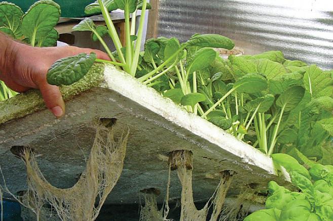 Salladsflotte-metoden är den enklaste metoden för hydroponics där ute