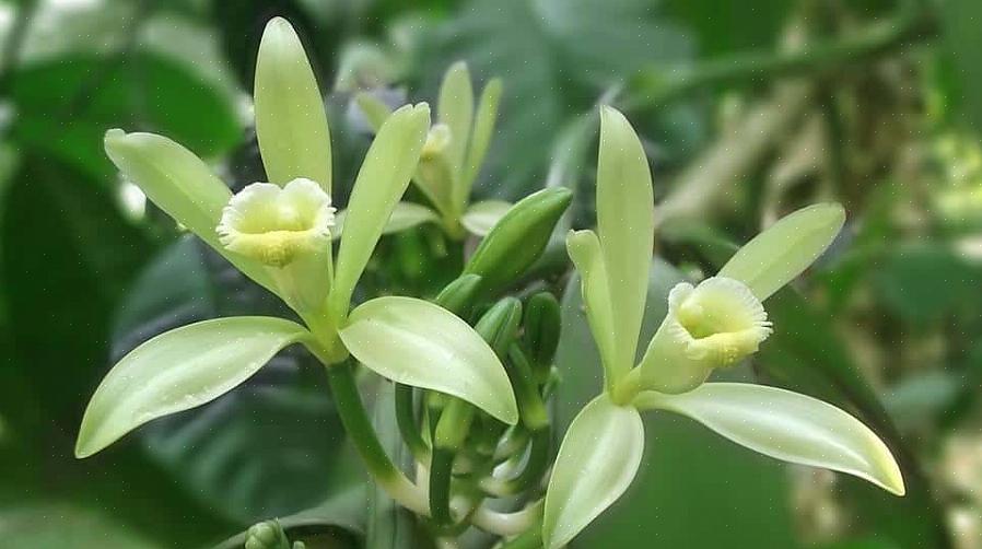 Vaniljorkidén är inte en lätt växt att odla för nybörjare