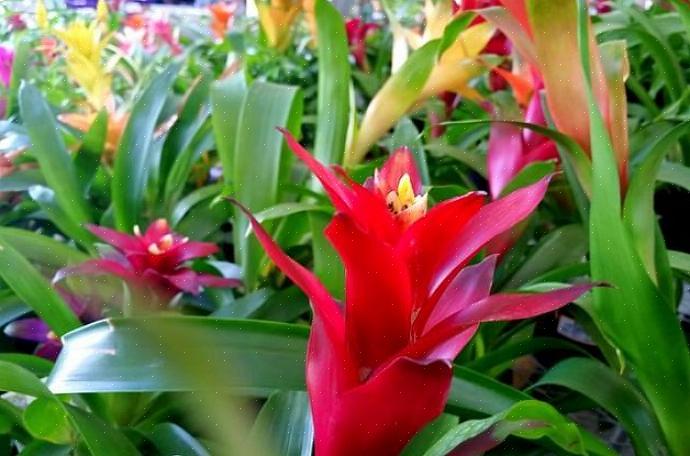 Guzmania är inte svåra bromeliader att odla