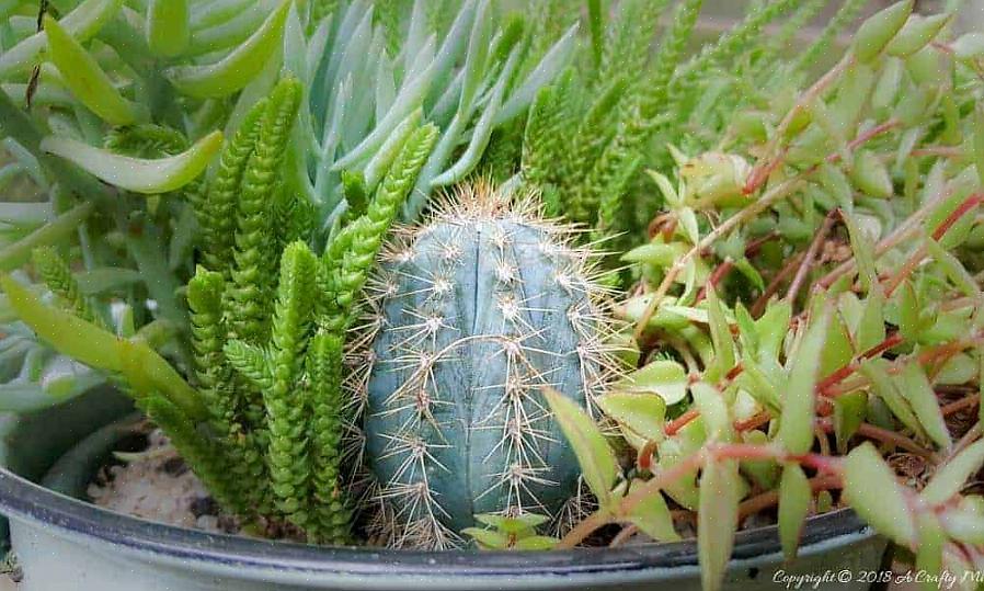 Det finns många intressanta Pilosocereus-kaktusar bortom P