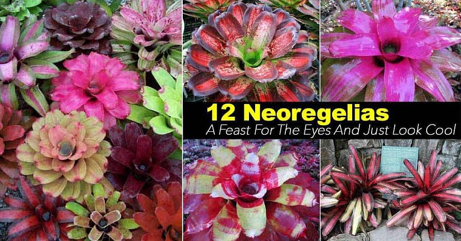 Överlägset den vanligaste Neoregelia-arten som ses i trädgårdscentra är Neoregelia carolinae