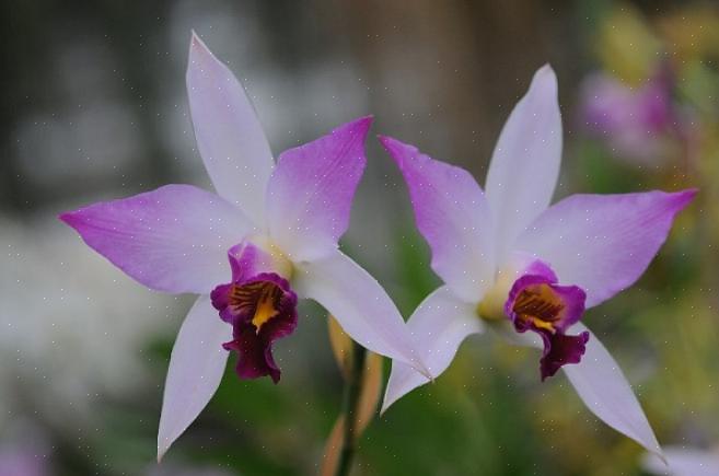 Det nyligen definierade släktet Laelia innehåller endast ett fåtal mexikanska Laelia-orkidéer