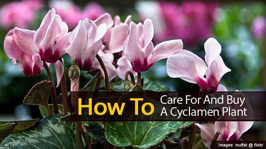 Cyclamen växer från en knöl som är mycket benägen att ruttna om jorden hålls för fuktig