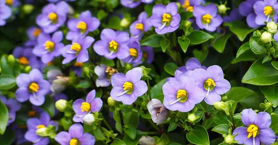 Persiska violer är relaterade till impatiens snarare än violer