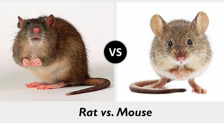 De vanligaste råttarterna i Europa är Norge-råttan