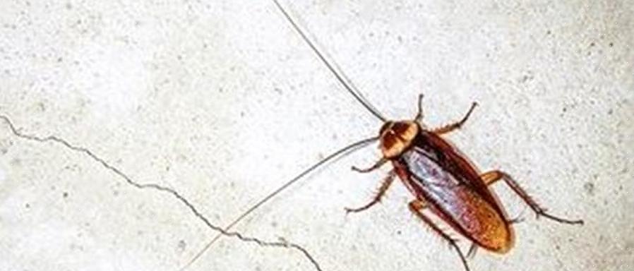 Tyska kackerlackor föredrar att vara i hemmet