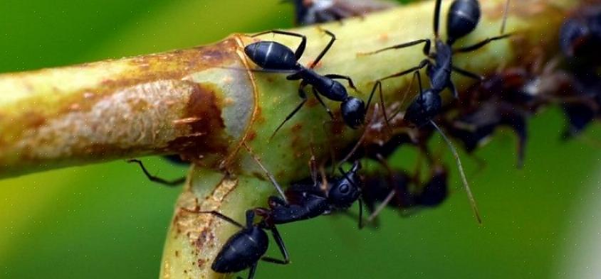 Men olika myror har olika matpreferenser
