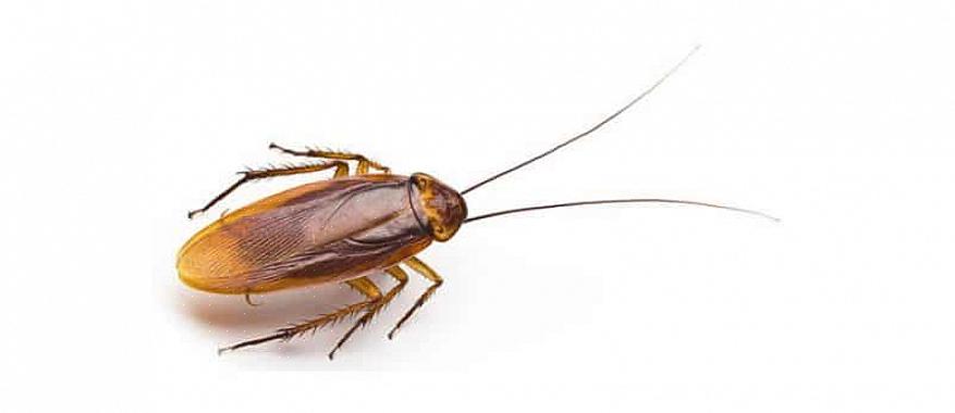 Idag använder skadedjursbekämpningspersonal oftast insektsmedel för gelbete för att kontrollera