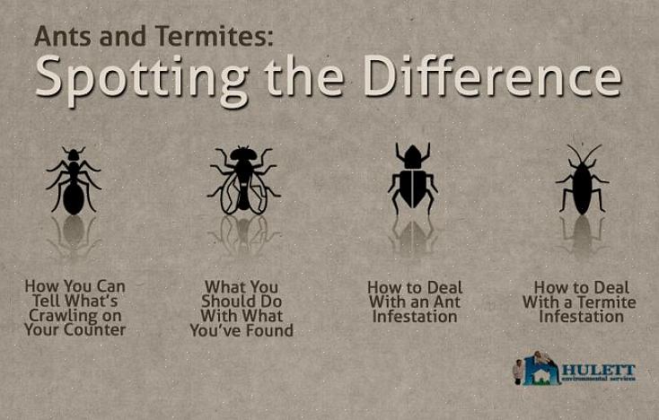 En termit har vingar som har samma storlek