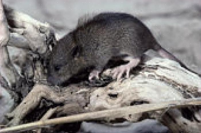 Du kan hjälpa din skadedjursbekämpningstekniker att bli av med ett mus- eller råttproblem genom att utföra
