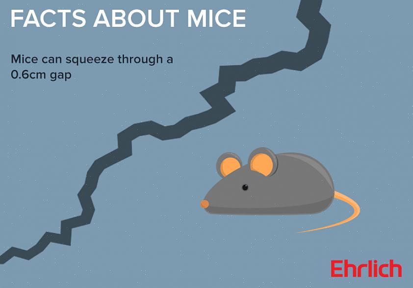 Är de skadedjursbekämpningsmetoder som kommer att lyckas olika för råttor