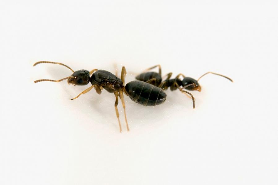 Om myrboet kan hittas kan det vara effektivt att behandla boet med ett korrekt märkt insektsmedel