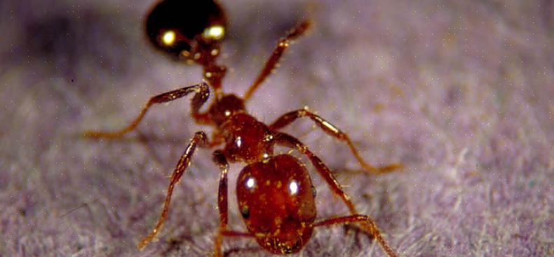 Fältmyror är en av de vanligaste myrorna som ses utomhus