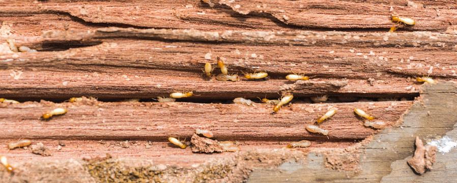 Det finns bara cirka 10 arter av termiter kända i Europa