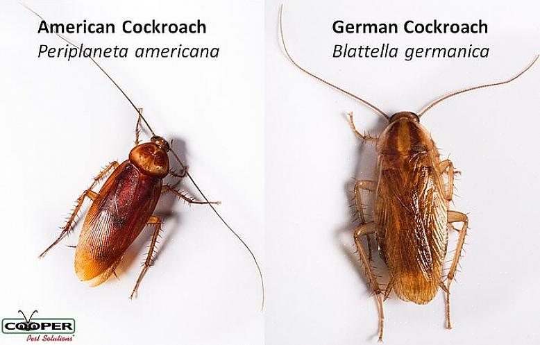 Den tyska kackerlackan är den minsta av de vanligaste kackerlackorna