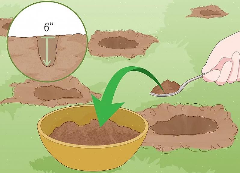 De flesta växter kan anpassa sig till jordens pH som sträcker sig från 6 till 7,5