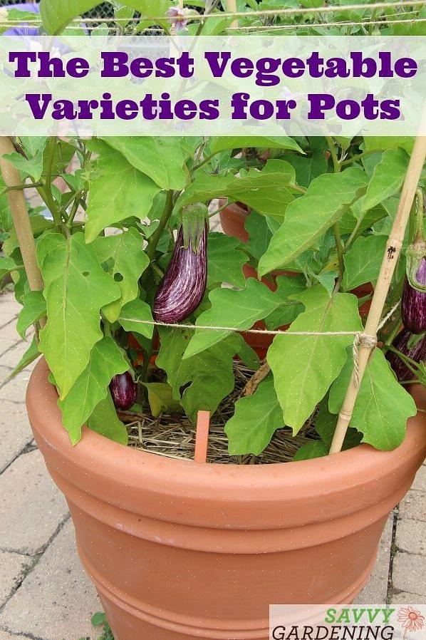 Odling av aubergine i behållare erbjuder flera fördelar