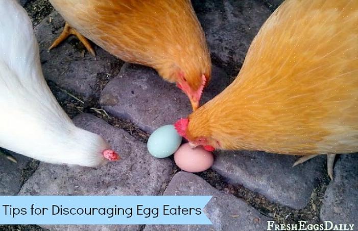 Att träna förebyggande av äggbrott kan vara allt som krävs för att hindra dina höns från att äta ägg