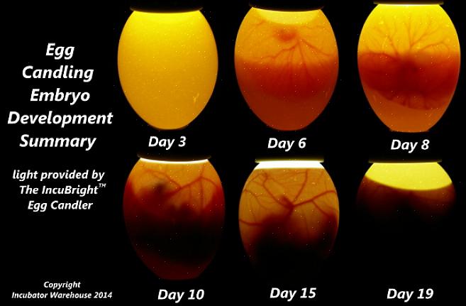 "Ljusa" ett ägg är processen att hålla ett ljus eller ett ljus nära ägget för att se det inre innehållet