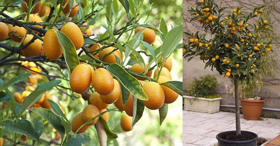Kumquats är en konstig frukt