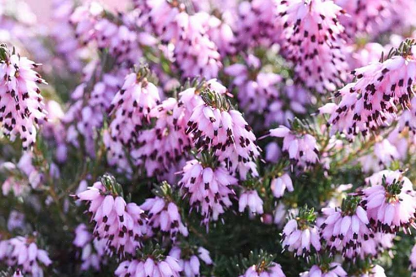 Lägg märke till att Erica x darleyensis Mediterranean Pink ibland kallas ljungväxter mer exakt kallas