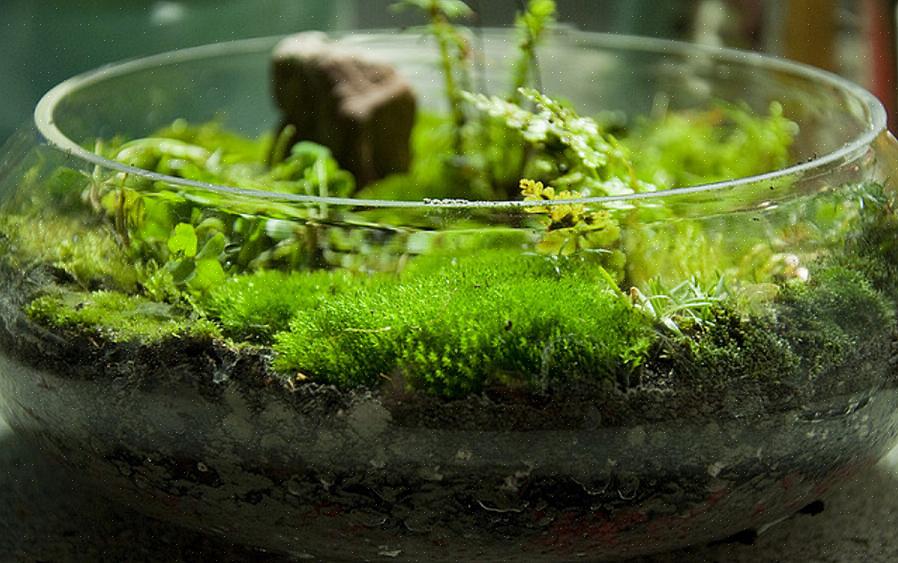 Moss kan ge alla trädgårdar ett äldre utseende