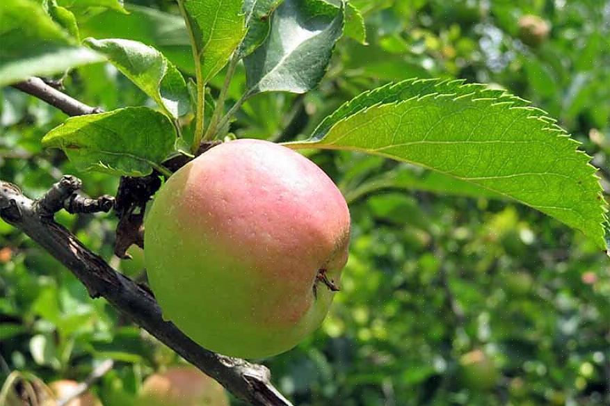 Prova frukt från sorter av äppelträd som du tror att du kanske vill innan du förbinder dig att plantera