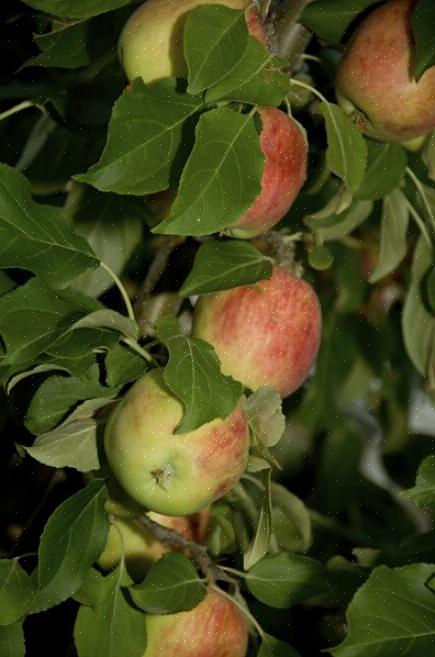 Den bästa platsen för att plantera äppelträd är ett område med rik