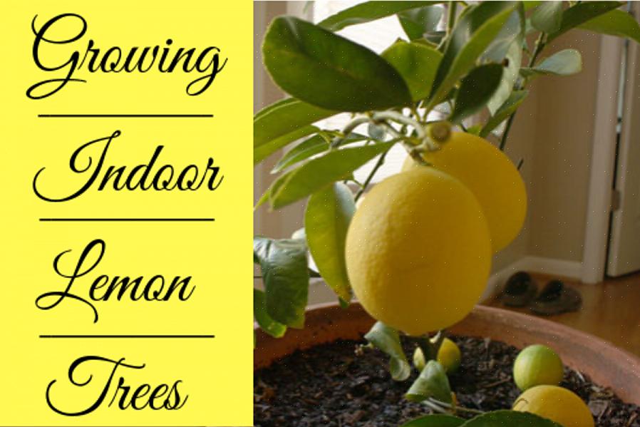 Meyer-citronträd odlas mest framgångsrikt från ympad grundstam
