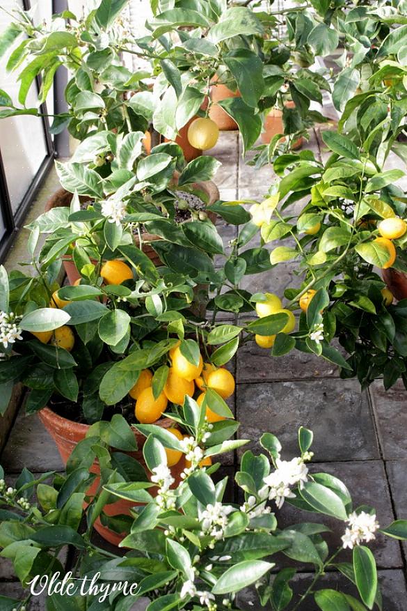 Meyer-citronträd kommer att trivas om du ger rätt förutsättningar