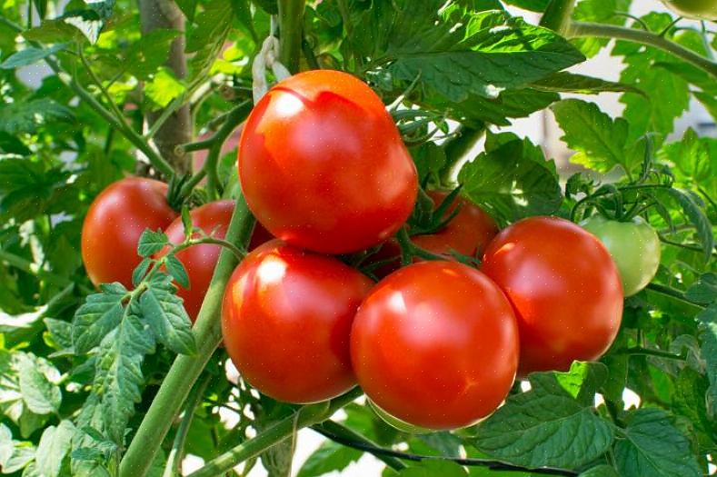Du behöver inte odla dina egna tomater för att uppleva grödan som bäst
