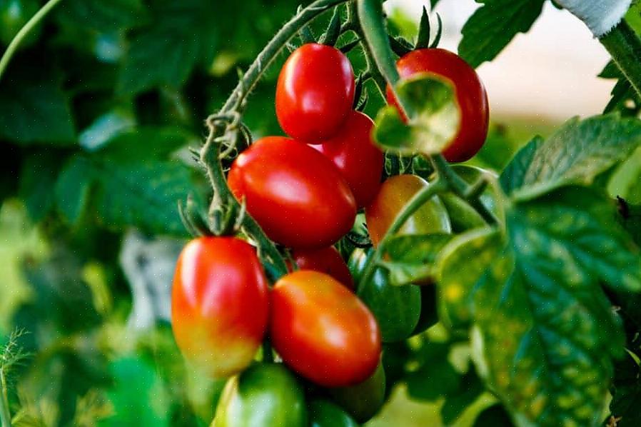 Att odla en heders-tomat börjar med att välja den perfekta sorten