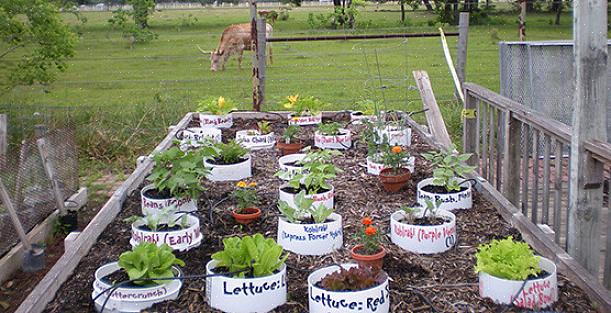 Vad du kan odla i en containergrönsaksträdgård begränsas endast av behållarens storlek