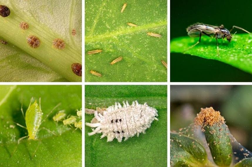 En allomfattande webbplats med listor över insektsark