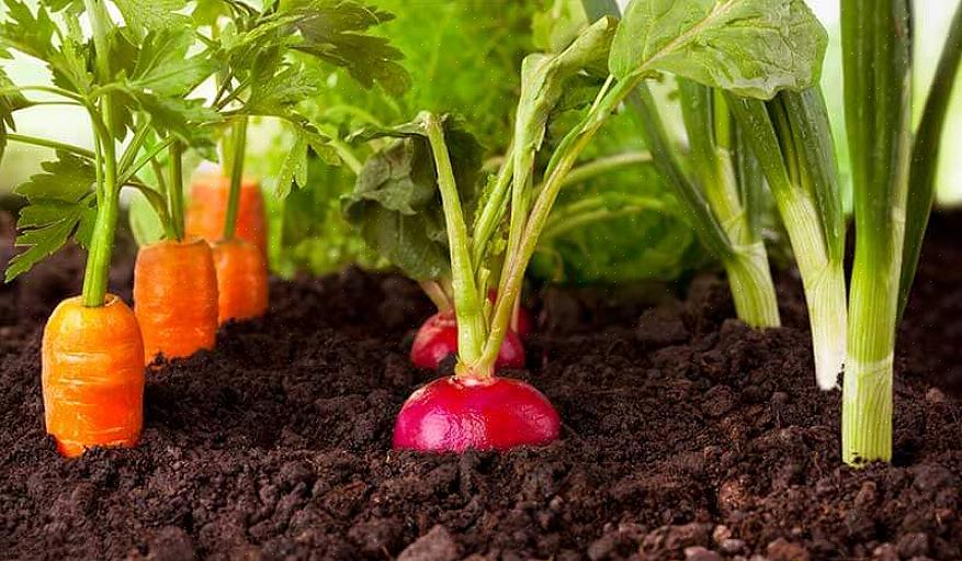Väg in följande överväganden innan du gör din slutliga lista över vad du ska odla i din grönsaks trädgård