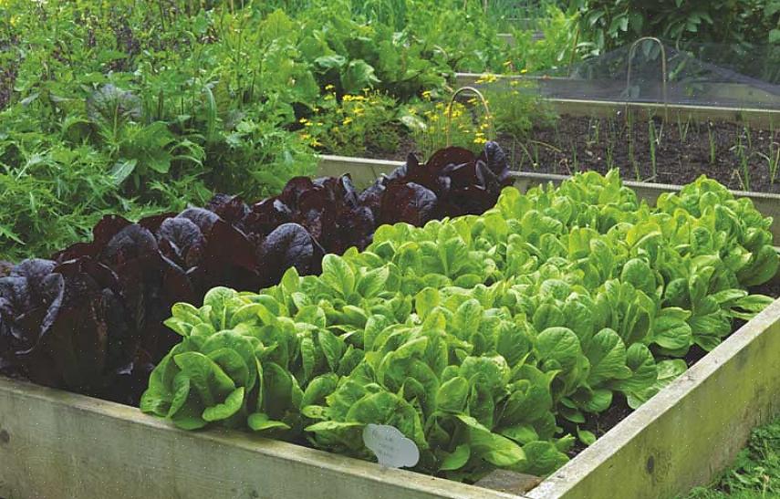 Rekommendationer för de mest populära grönsakerna att odla i en hemgrönsaksträdgård