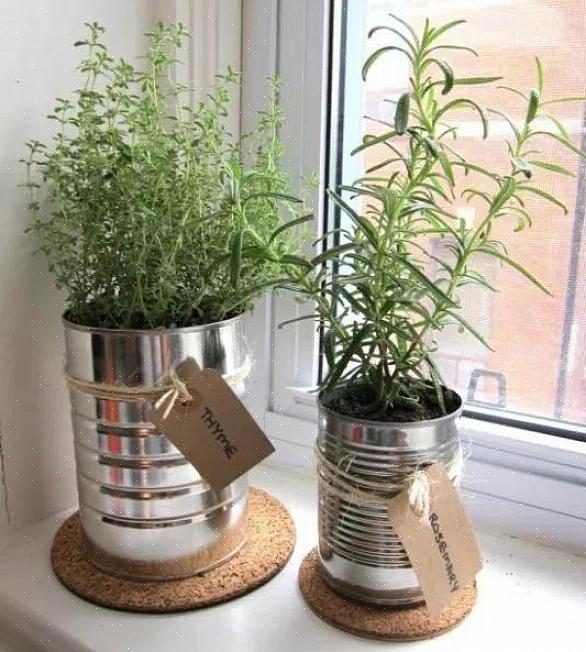 Vad du behöver veta för att starta en containerträdgård Hur man odlar växter i lägenheter