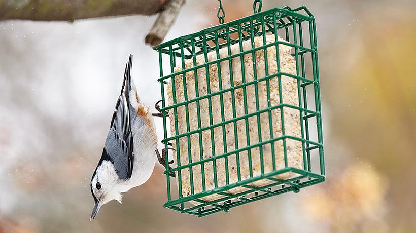 Suet är en populär mat för många bakgårdsfåglar