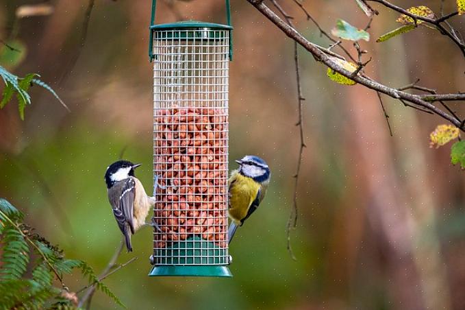 Att locka fåglar uppmuntrar dem att dra nytta av denna naturliga matkälla
